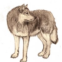 Wolf.jpg