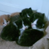 kittens1.JPG