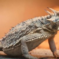 texas-horned-frogs.jpg