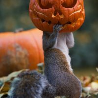 HolloweenSquirl.jpg