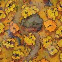 Autumn-Forest-Path-Gridded-26x39-MapPublic.jpg