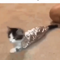 1729107252669.png