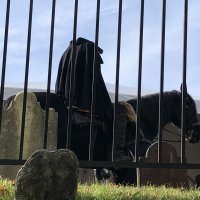 IMG_6993.jpeg