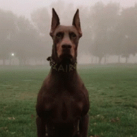 1733162734713.gif