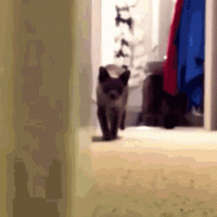 1733162902562.gif
