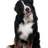 cute dog twisted head.jpg