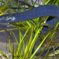 eastern lesser siren.jpg