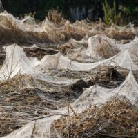 spider-web-field-690x394.jpg