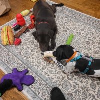 dogs.jpg