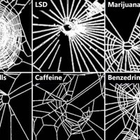 SpidersOnDrugs.JPG