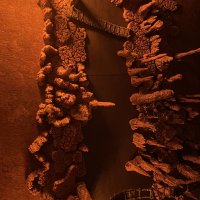 IMG_9655.jpeg
