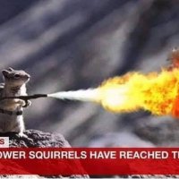 ft squirrel.jpg
