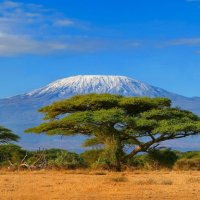 acacia tree mountain.jpg