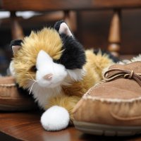 Cat01 800.jpg