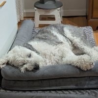Iris Snoozing.jpg