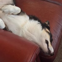 IMG_0082.jpeg