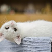 kitten-1285341_1280.jpg