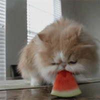 catmelon.gif