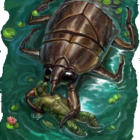 WaterBeetle_Dragonix.png