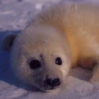 baby seal.jpg