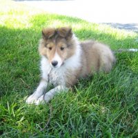 New Puppy.jpg