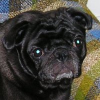 pug face.jpg