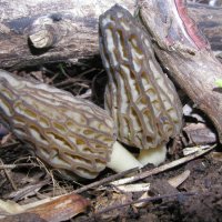 morchella_angusticeps.jpg