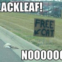 blackleaf.jpg