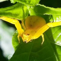crab spider.jpg