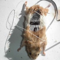 computer_mouse_using_a_real_dead_mouse_5.jpg