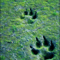 wolf_tracks.png