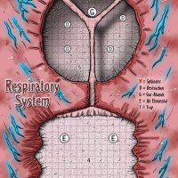 enwbs11_RespiratorySystem.jpg