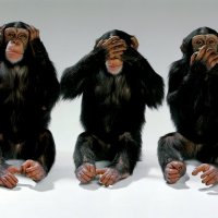 wildlife-monkeys-hear-no-evil-see-no-evil-speak-no-evil.jpg
