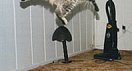 flyingcat.jpg