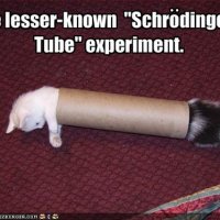 funny-pictures-schrodinger-does-an-experiment-with-a-tube-and-kittens.jpg