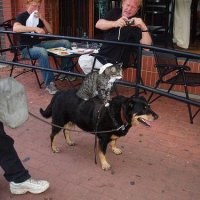 mouse-cat-dog.JPG