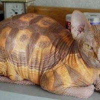 cat.jpg