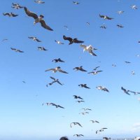 seagulls.jpg
