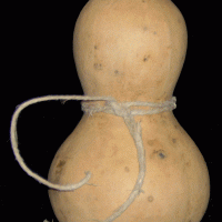 GourdBottle.gif