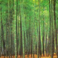 bambooforest.jpg