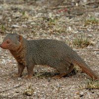 mongoose.jpg