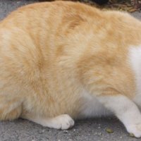 mogins.jpg