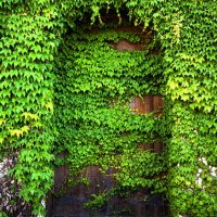 Vine_Covered_Door.jpg