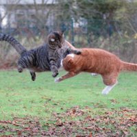 Cat vs cat.jpg
