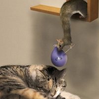 B. rat vs P. cat.jpg