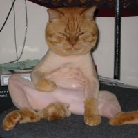142-shavedpussy.jpg