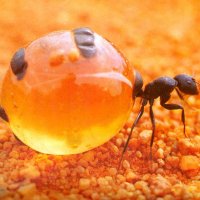 honeypotant.jpg