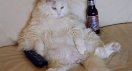 kittybeer.jpg