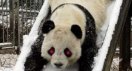 panda on a slide - evil.jpg