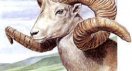 argali.jpg